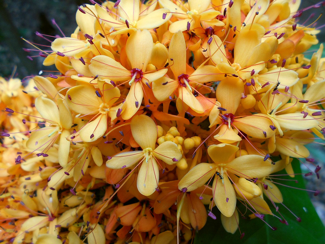 Image of Saraca indica specimen.