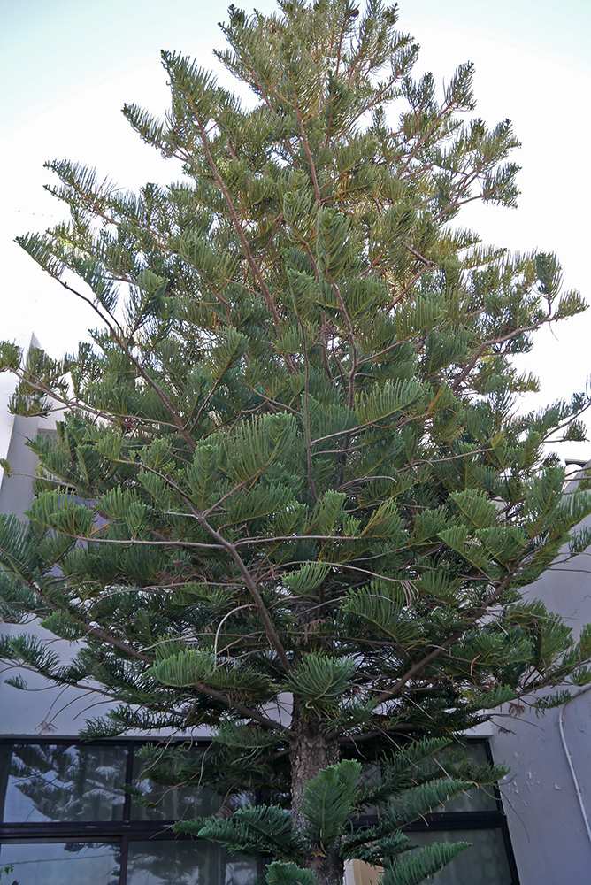 Изображение особи Araucaria heterophylla.