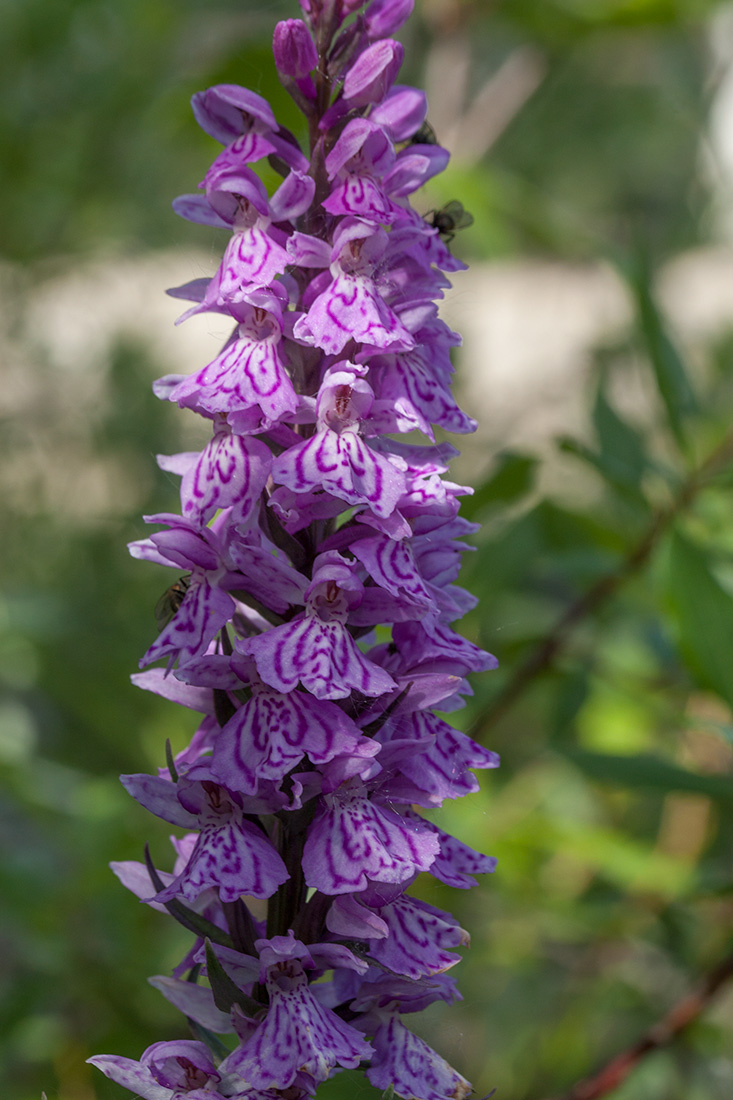 Изображение особи Dactylorhiza psychrophila.