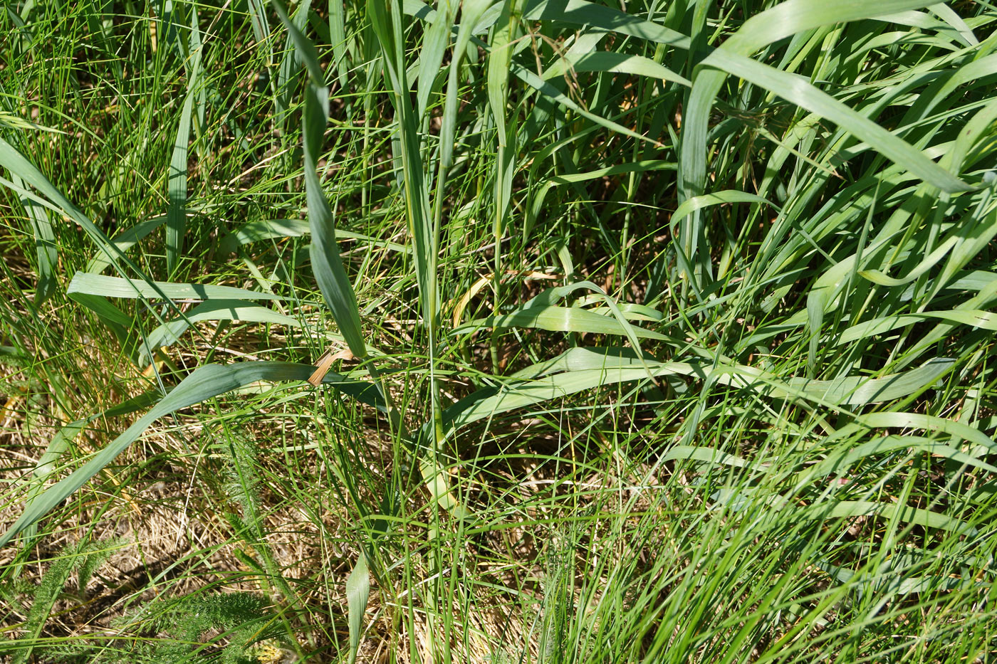 Image of Bromopsis inermis specimen.