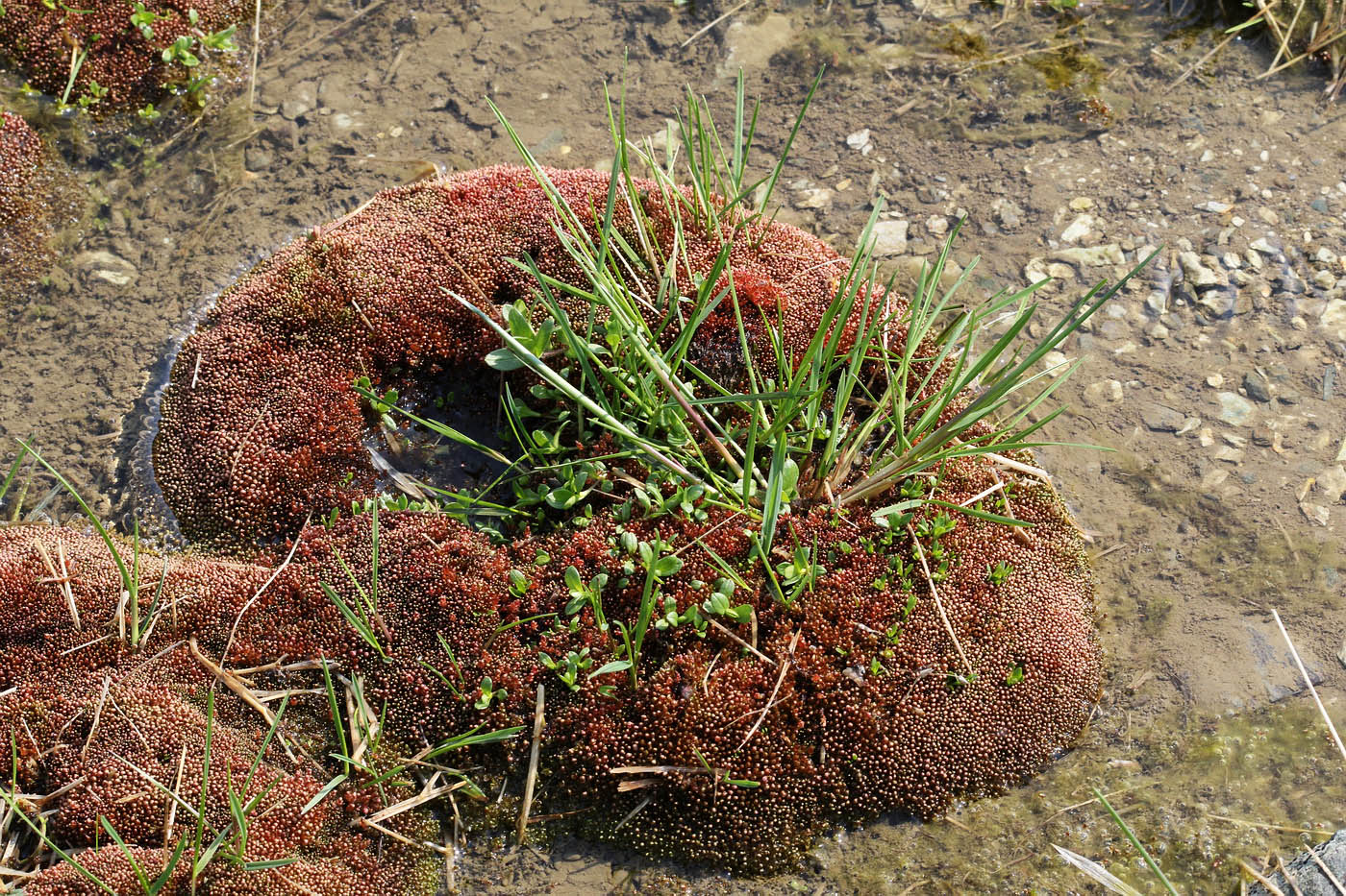 Image of Bryum cryophilum specimen.