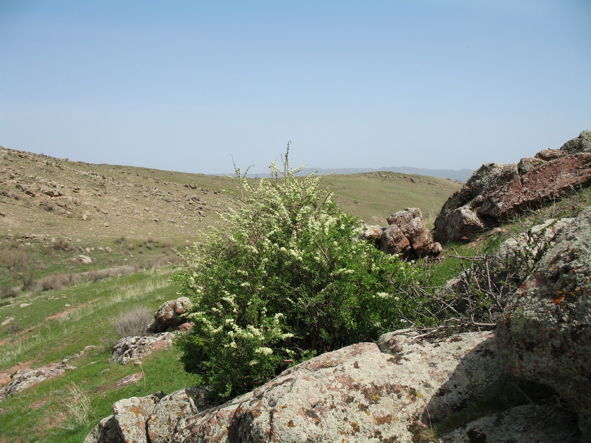 Image of Spiraea hypericifolia specimen.