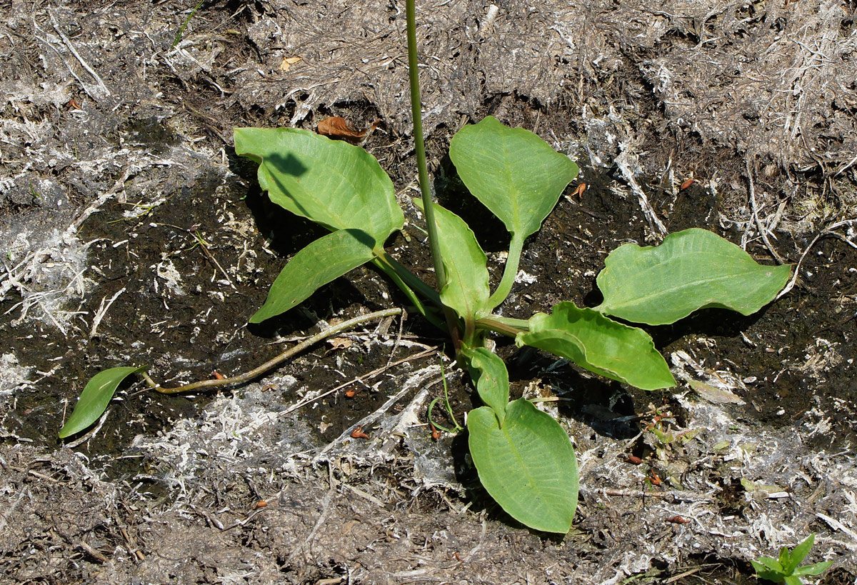 Image of Alisma plantago-aquatica specimen.