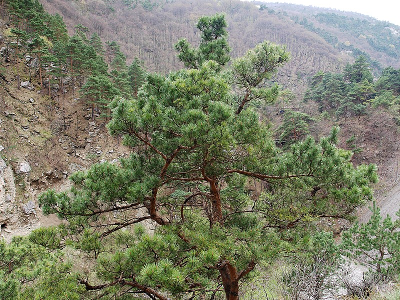 Image of Pinus sylvestris ssp. hamata specimen.