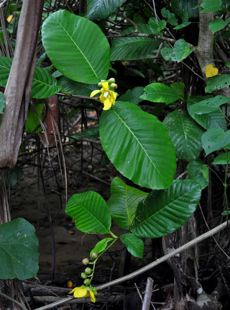 Image of Dillenia suffruticosa specimen.