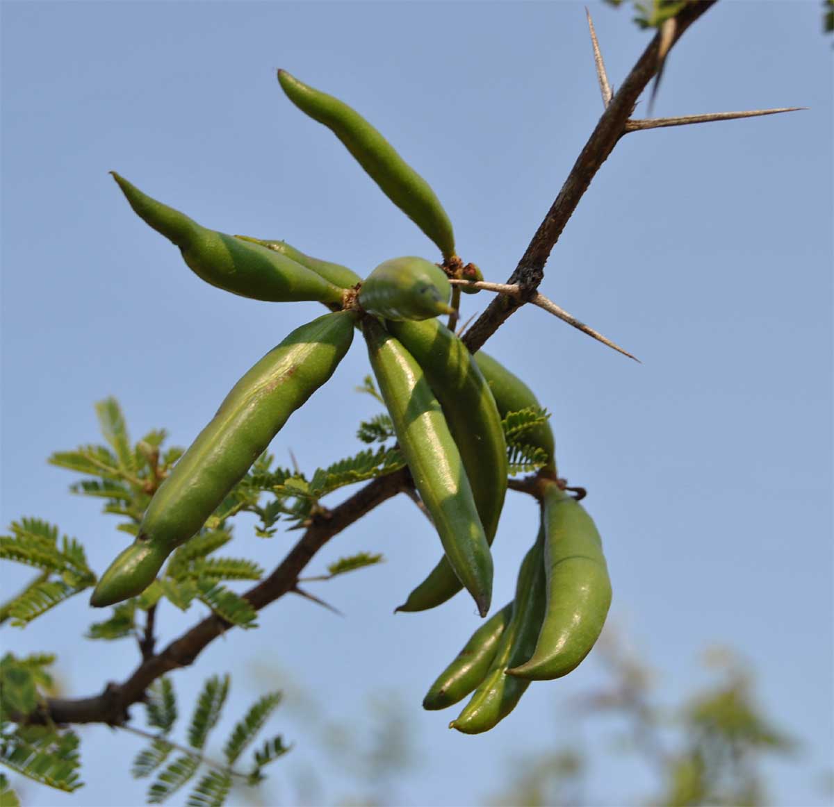 Image of Vachellia farnesiana specimen.