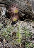 Pulsatilla orientali-sibirica. Плодоносящее растение. Якутия (Саха), Мирнинский р-н, окр. пос. Светлый, левый берег р. Вилюй, около топознаков. 02.06.2009.