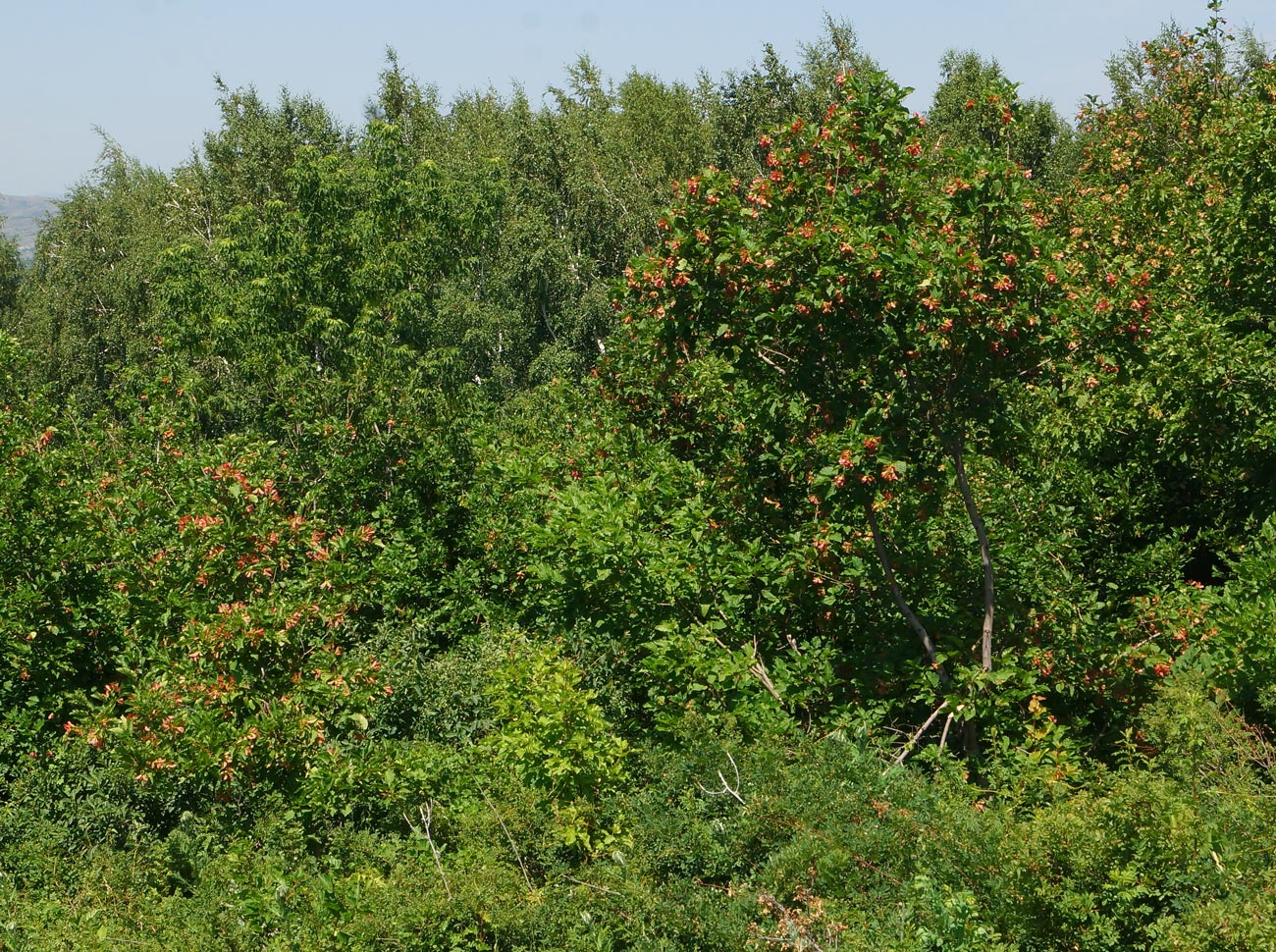 Изображение особи Acer tataricum.