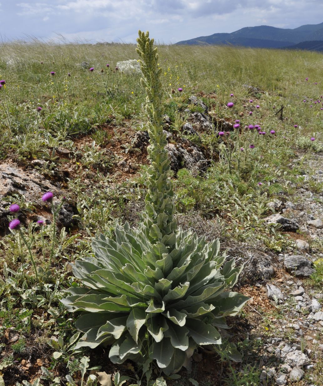 Image of Verbascum speciosum specimen.