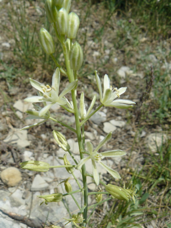 Изображение особи Ornithogalum pyrenaicum.