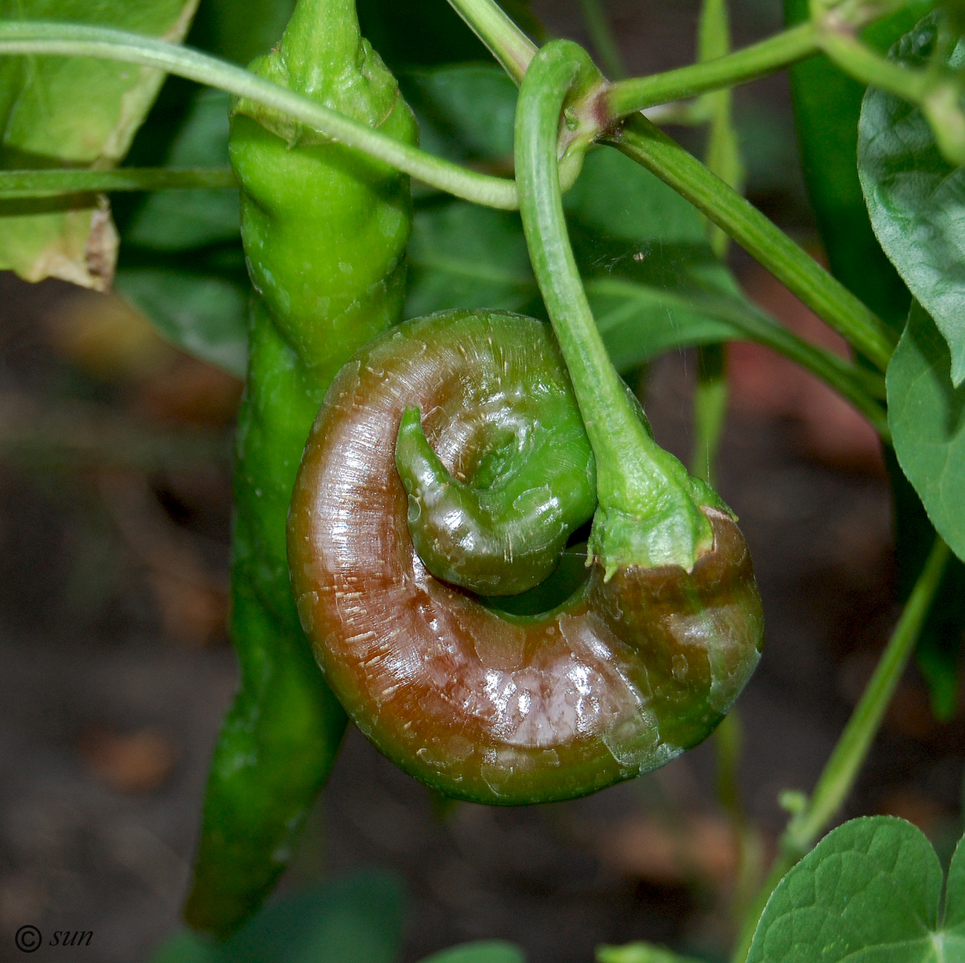 Image of Capsicum annuum specimen.