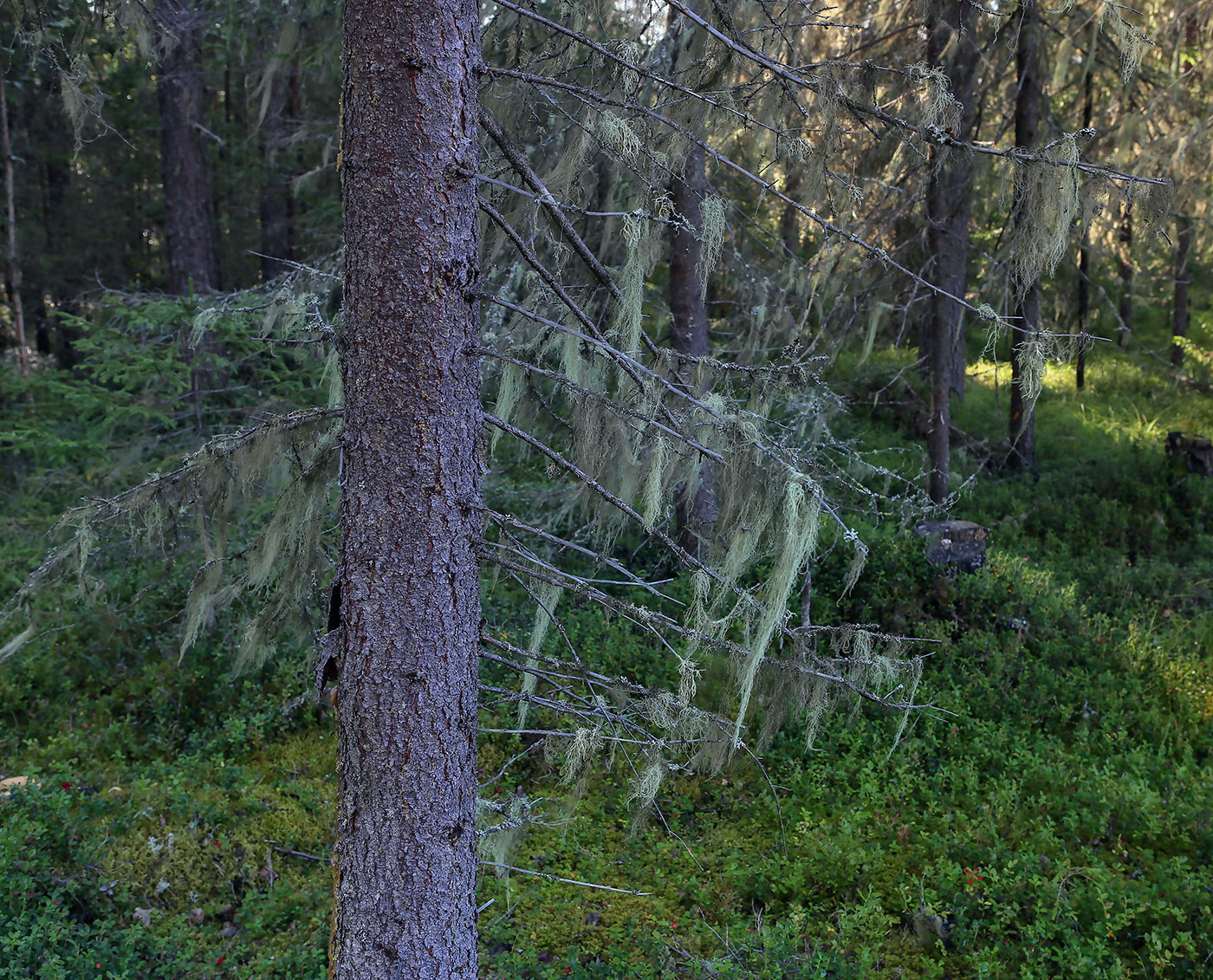 Image of genus Usnea specimen.