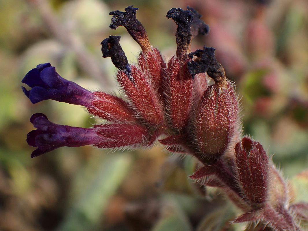 Изображение особи Anchusa hybrida.