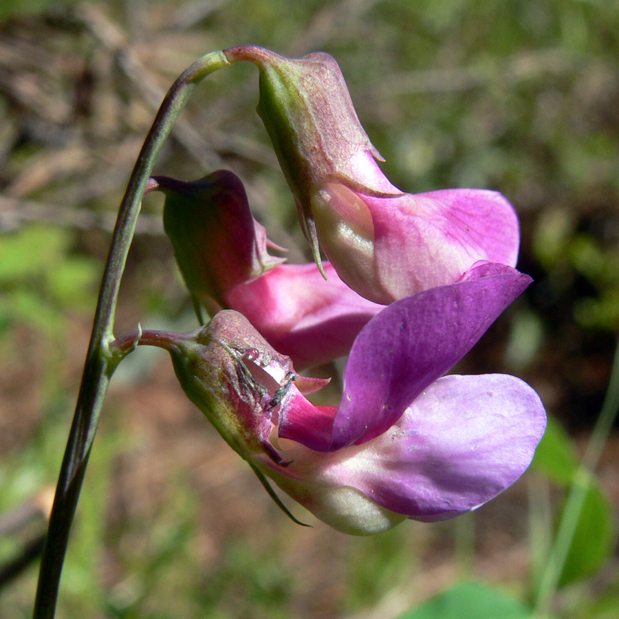 Image of Lathyrus humilis specimen.