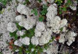 Cladonia stellaris. Талломы. Мурманская обл., Хибины, северный склон г. Куэльпорр, ≈ 600 м н.у.м., кустарничково-лишайниковая тундра. 06.08.2018.