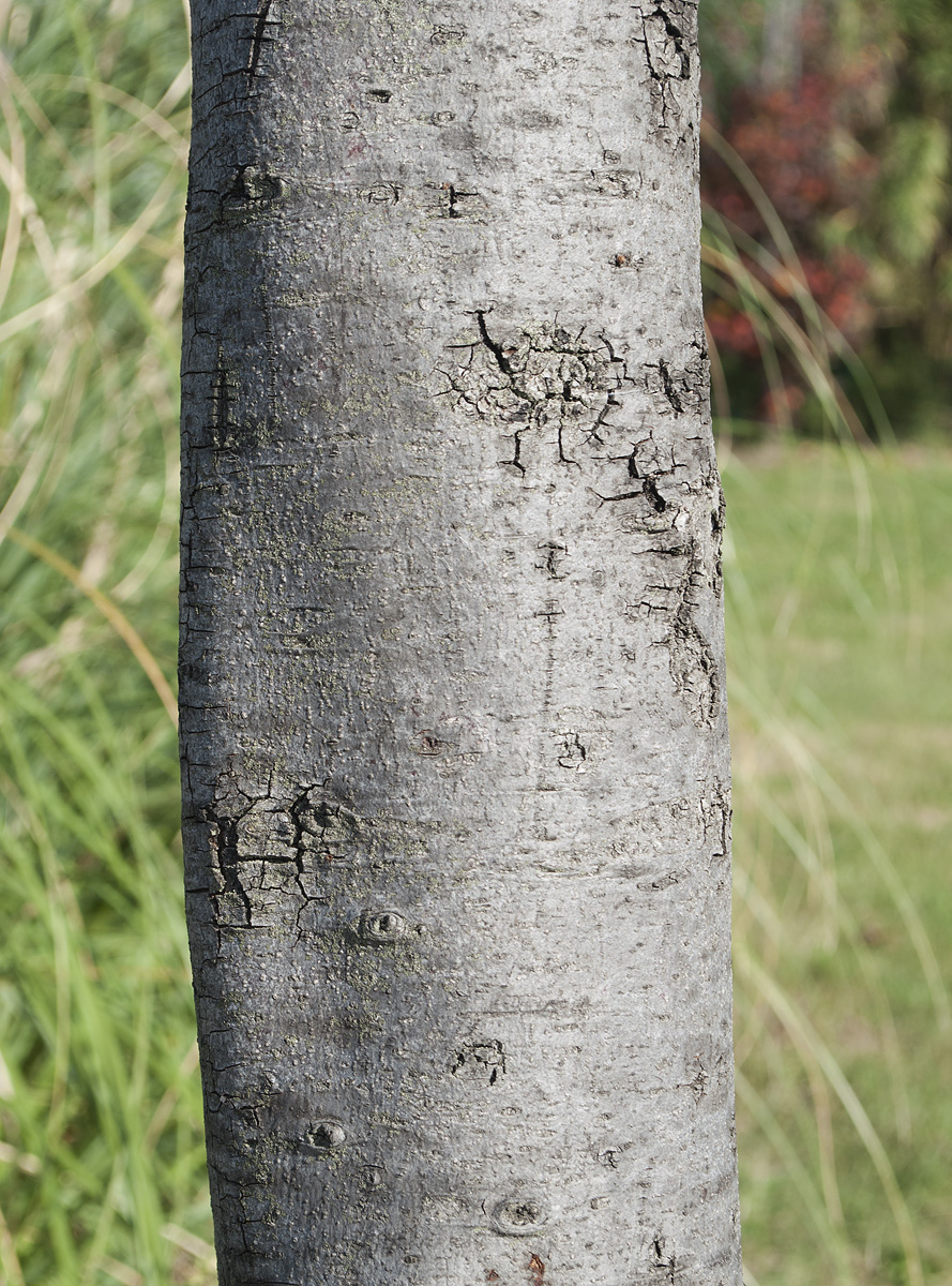 Изображение особи Quercus ilex.