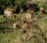 genus Cirsium. Верхушки побегов с соплодиями. Ставропольский край, окр. г. Кисловодск, Берёзовское ущелье, луг. 15.09.2018.