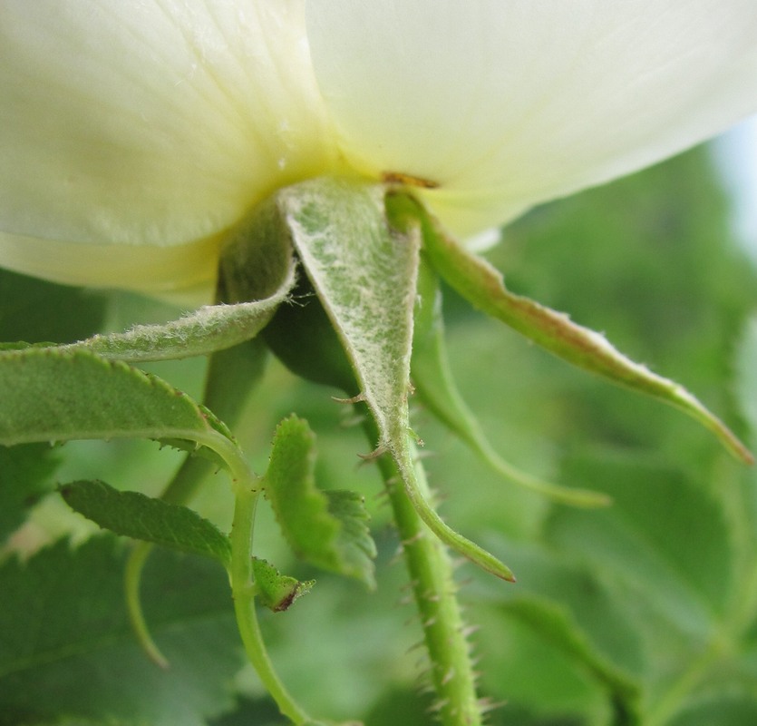 Image of Rosa spinosissima specimen.