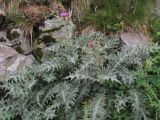 Cirsium cephalotes. Цветущее растение. Кабардино-Балкария, Эльбрусский р-н, долина р. Адылсу, ок. 2700 м н.у.м., у тропы. 23.08.2017.