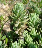 Sedum sediforme