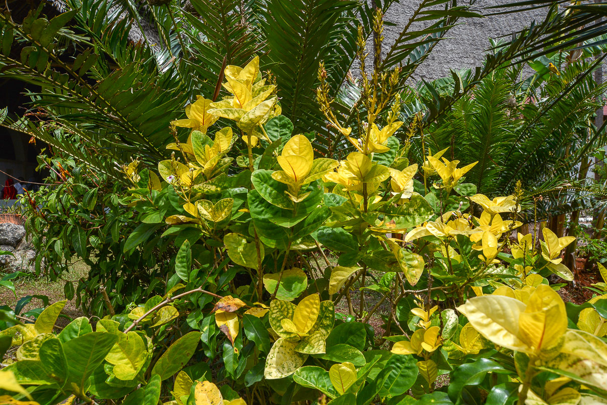 Image of Pseuderanthemum carruthersii specimen.