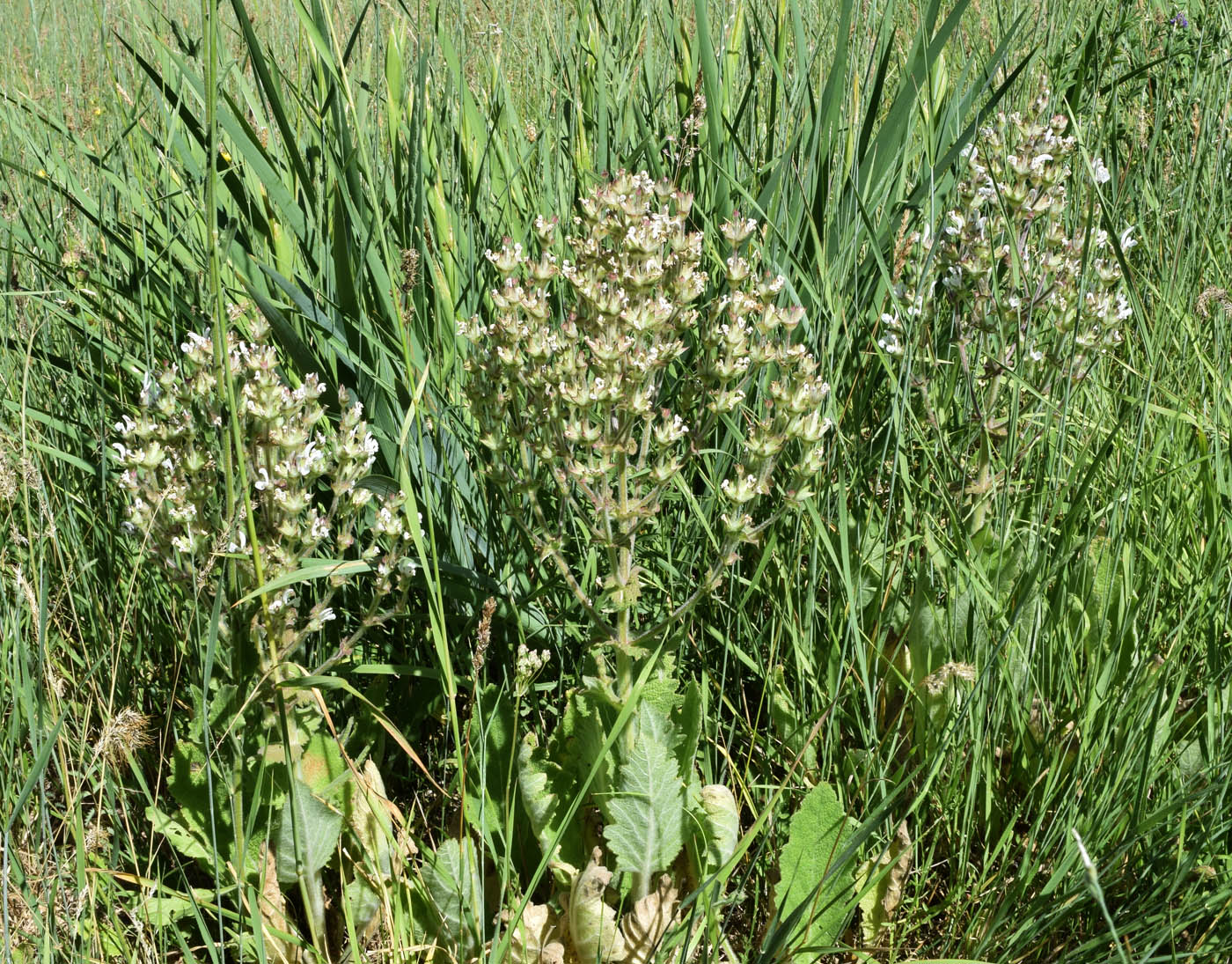 Image of Salvia aethiopis specimen.