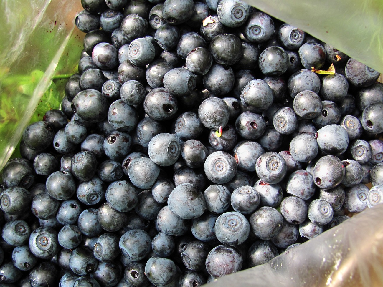 Image of Vaccinium myrtillus specimen.