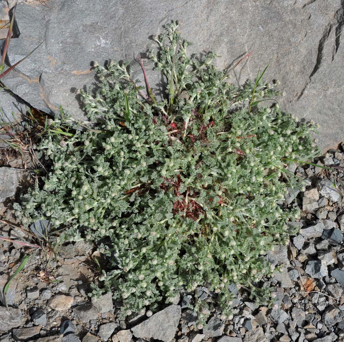 Image of Anthemis plutonia specimen.