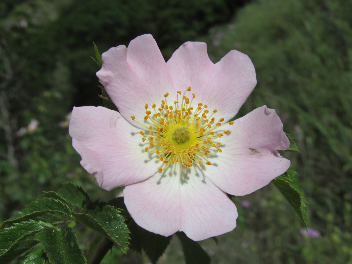 Image of Rosa corymbifera specimen.