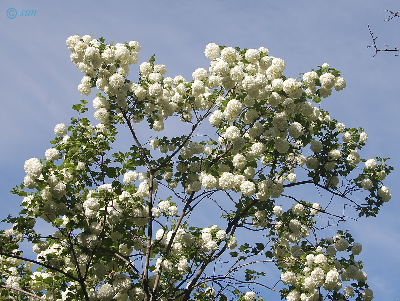 Изображение особи Viburnum opulus f. roseum.