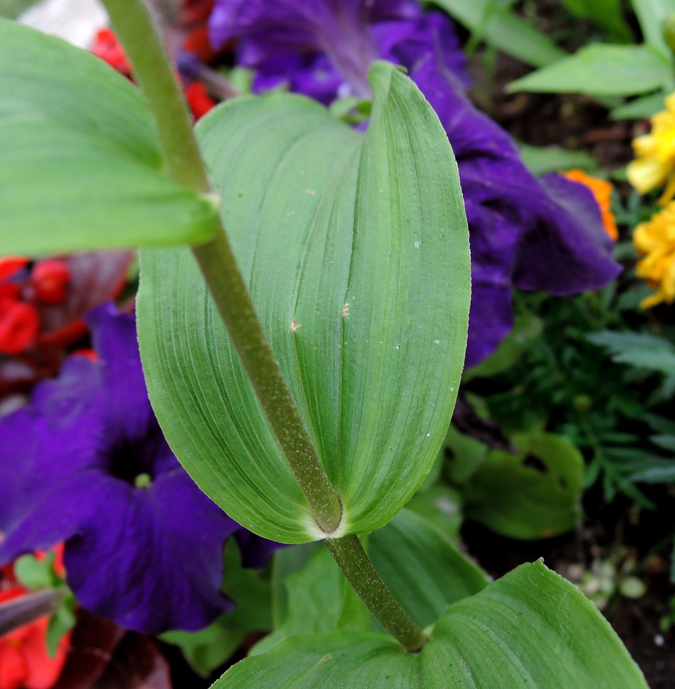 Image of Epipactis helleborine specimen.