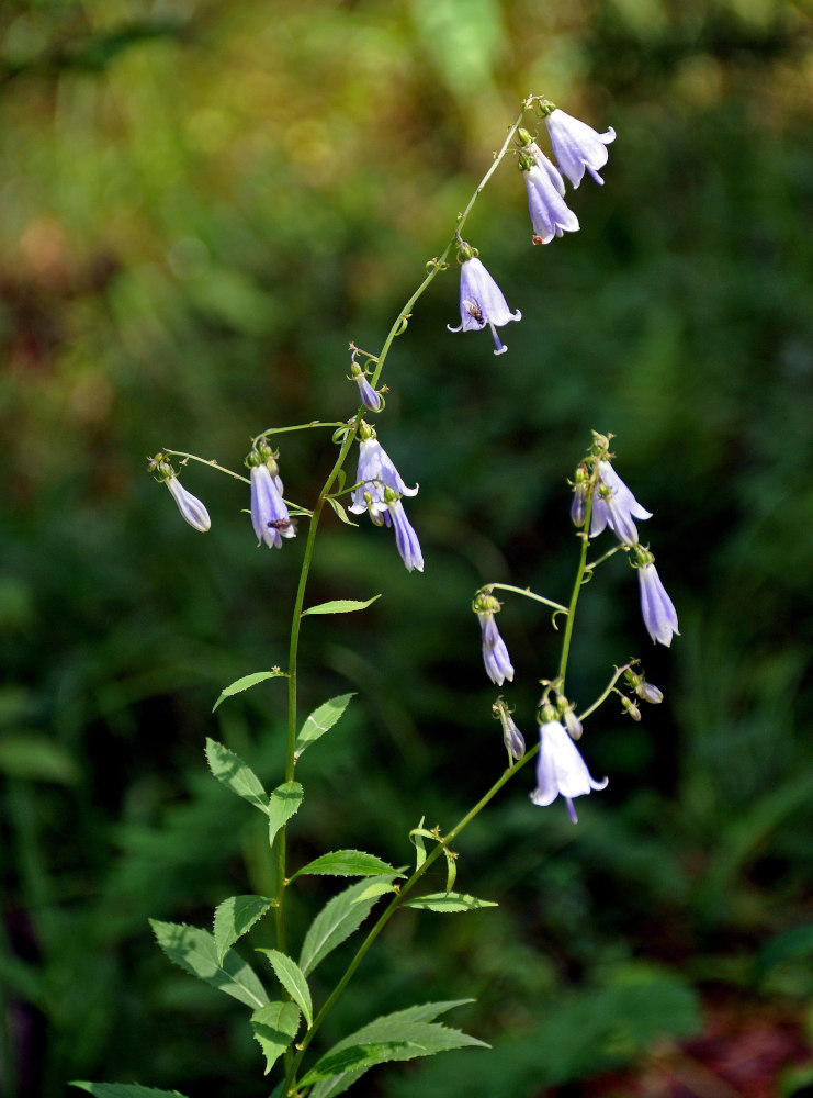 Изображение особи Adenophora liliifolia.