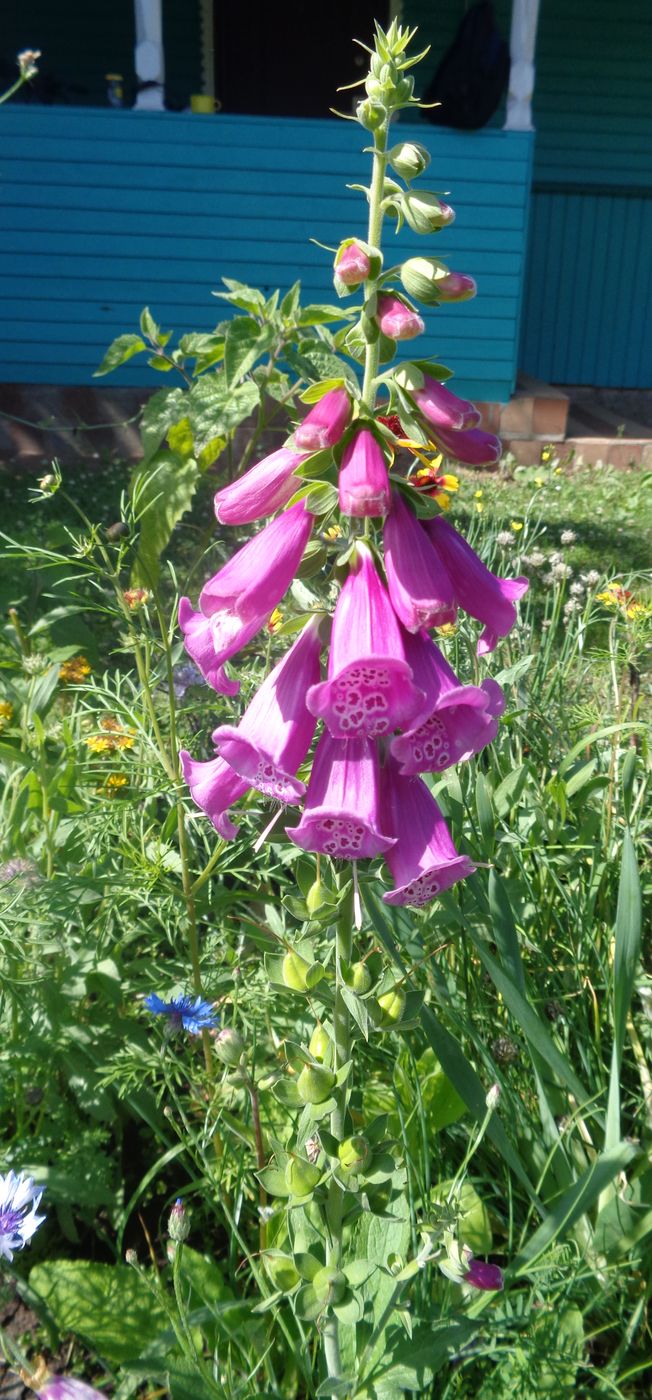 Image of Digitalis purpurea specimen.