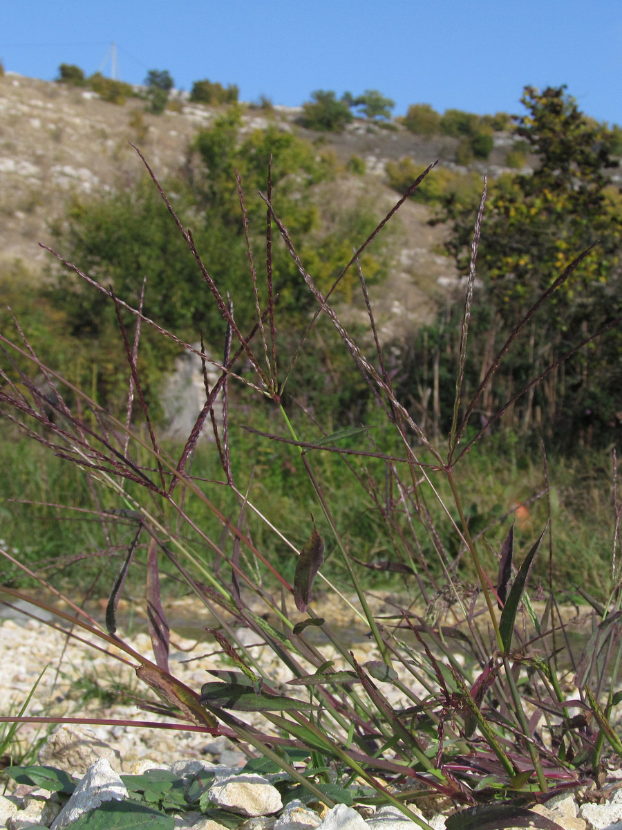 Изображение особи Digitaria sanguinalis.