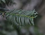 genus Taxus. Побег. Великобритания, Англия, парк \"Landscape Garden\". 21.01.2019.