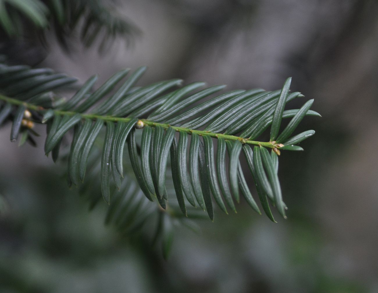 Изображение особи род Taxus.