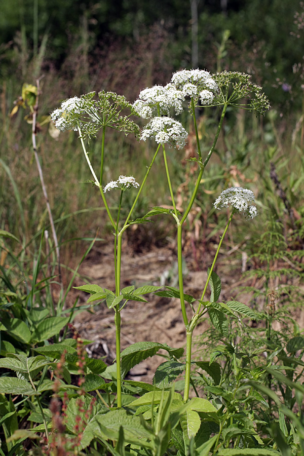 Image of Aegopodium podagraria specimen.