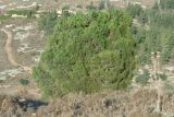 Pinus pinea. Крона дерева с шишками. Израиль, Нижняя Галилея, г. Верхний Назарет, верхняя часть склона северной экспозиции. 27.11.2019.
