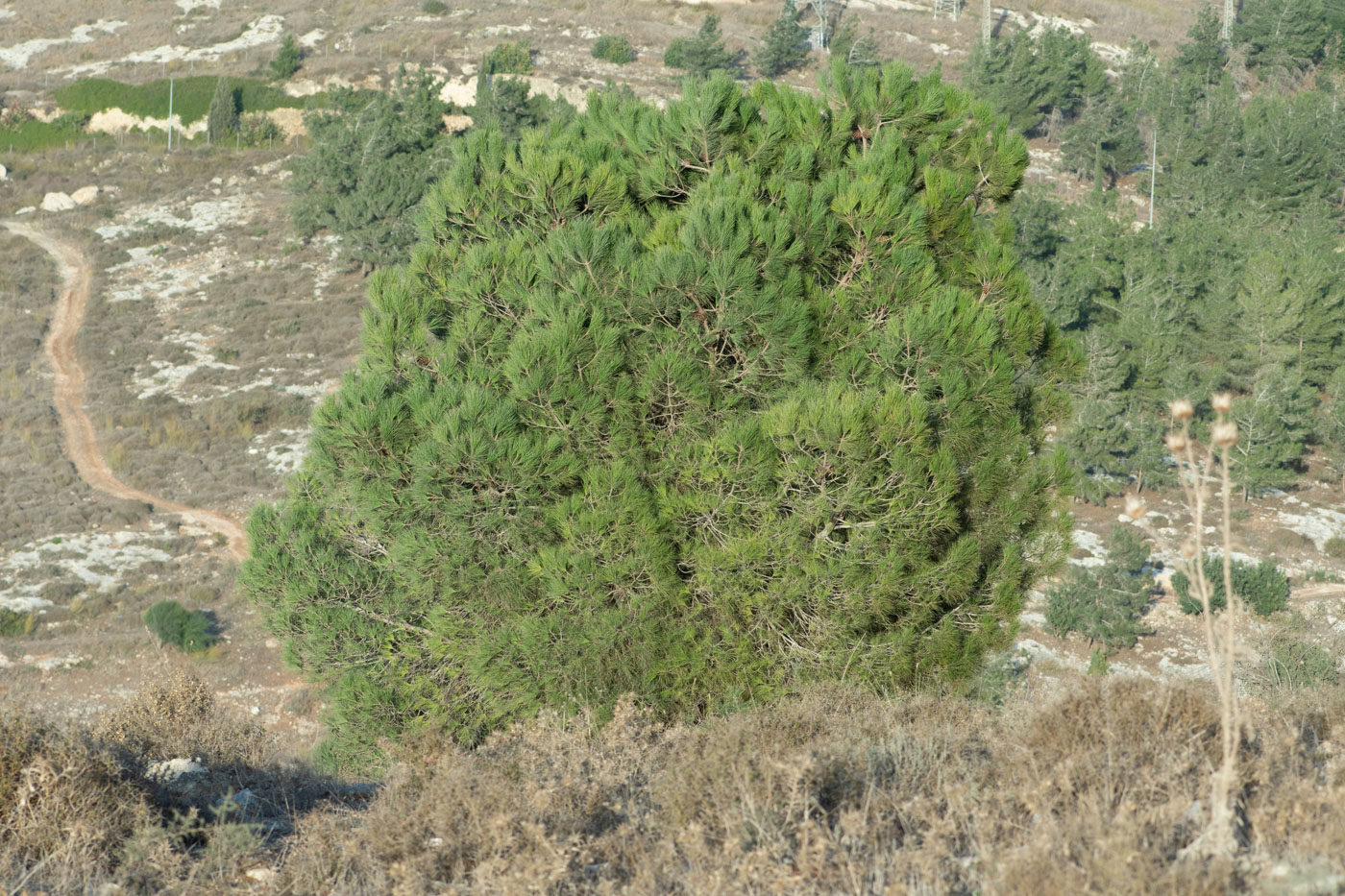 Изображение особи Pinus pinea.