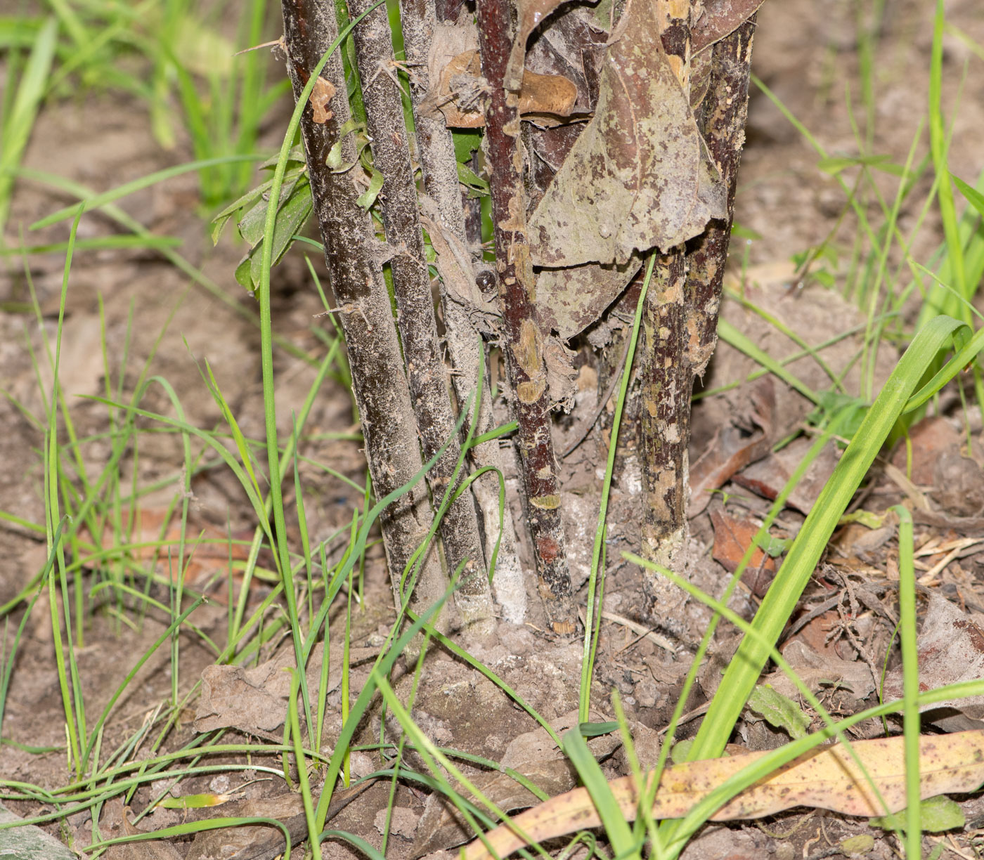 Image of Barnadesia dombeyana specimen.