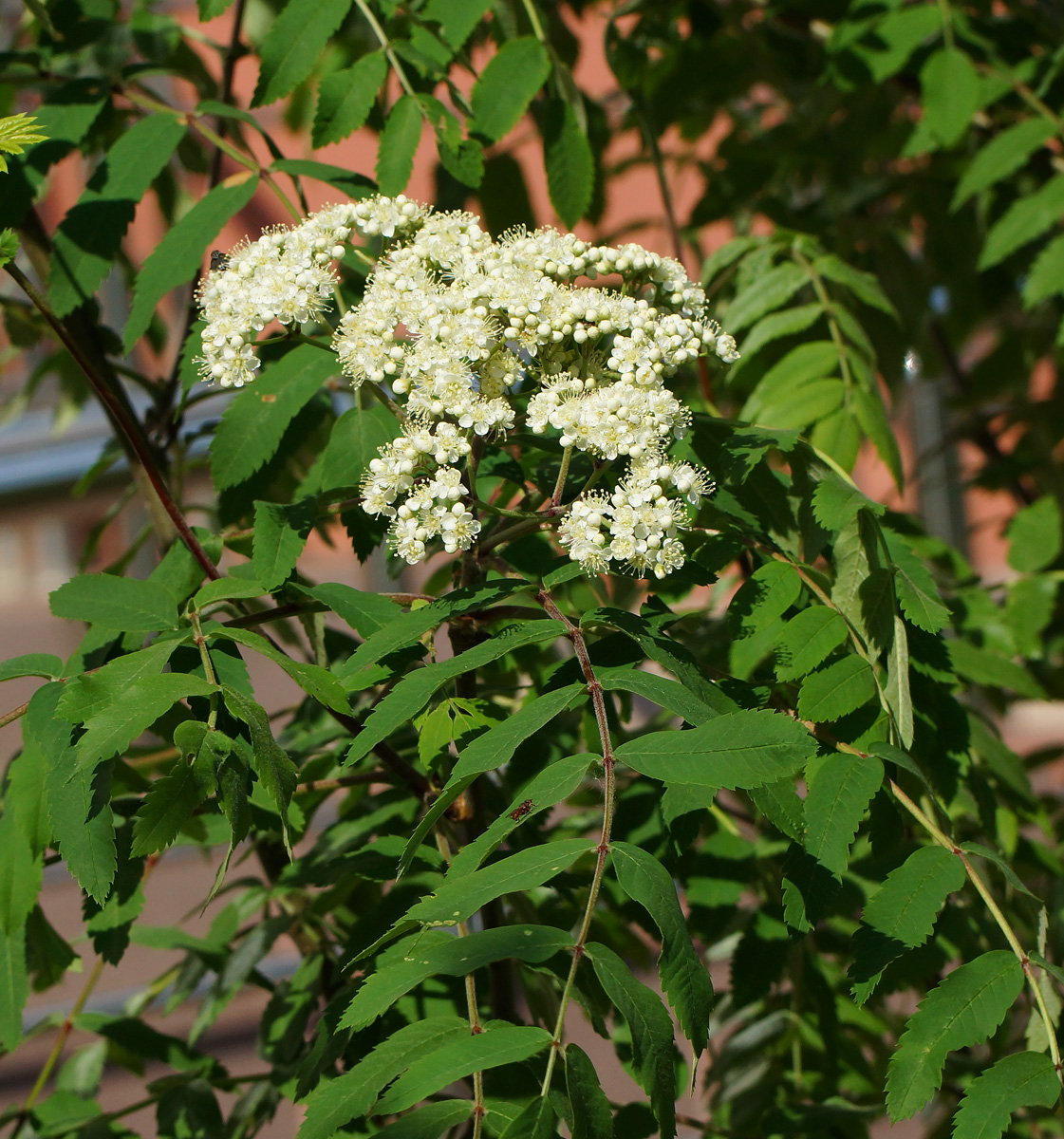 Изображение особи Sorbus aucuparia.