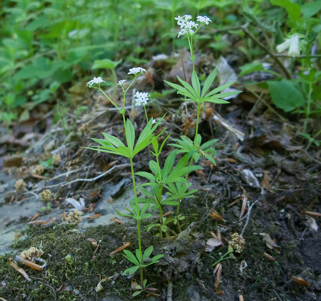 Image of Galium odoratum specimen.