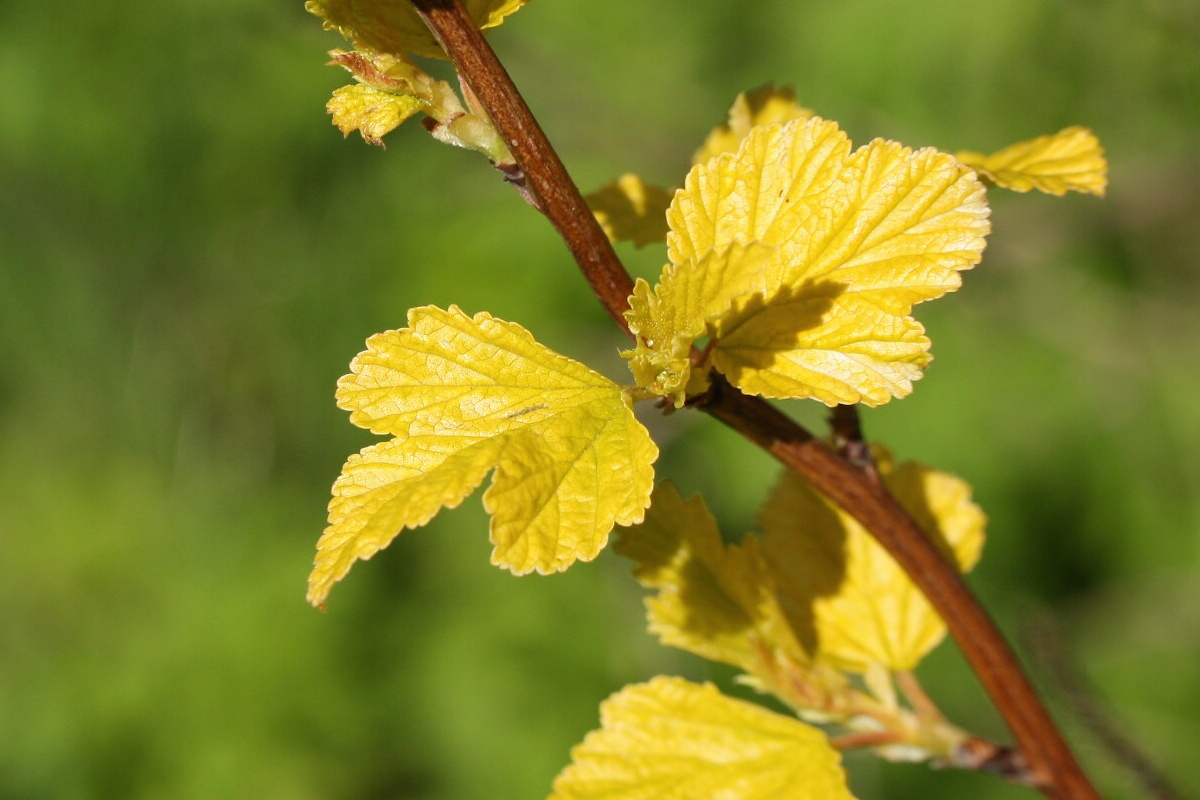 Изображение особи Physocarpus opulifolius.