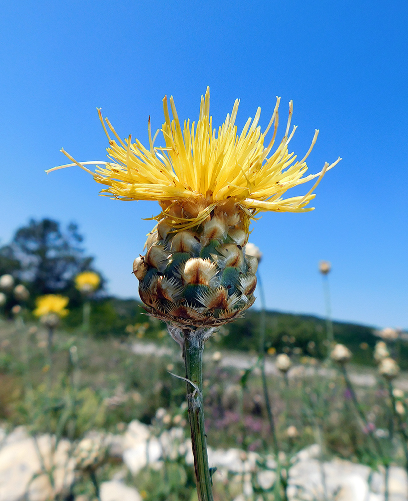 Изображение особи Centaurea orientalis.