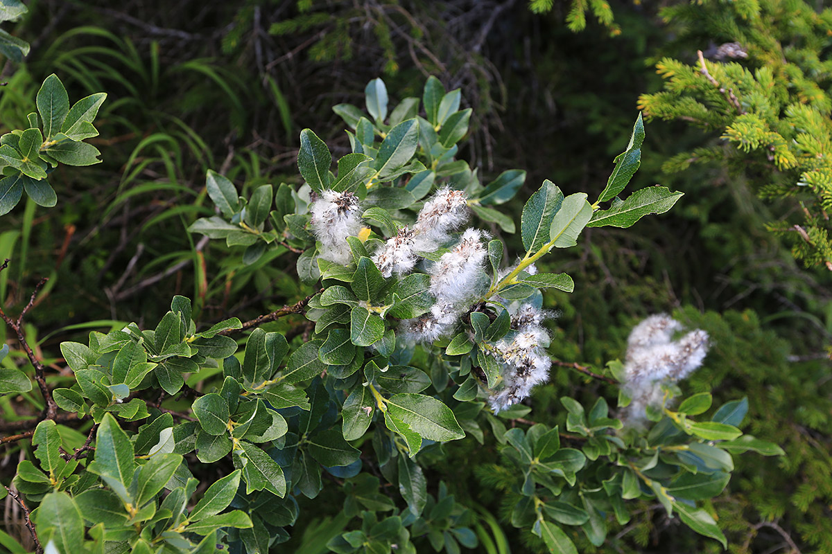 Image of Salix woroschilovii specimen.