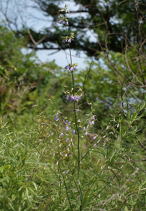 Image of Adenophora verticillata specimen.