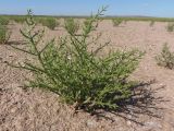 Salicornia perennans