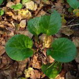 Pyrola rotundifolia. Розетка прикорневых листьев. Чувашия, окрестности г. Шумерля, сосновый лесной массив \"Карьер\". 8 сентября 2008 г.