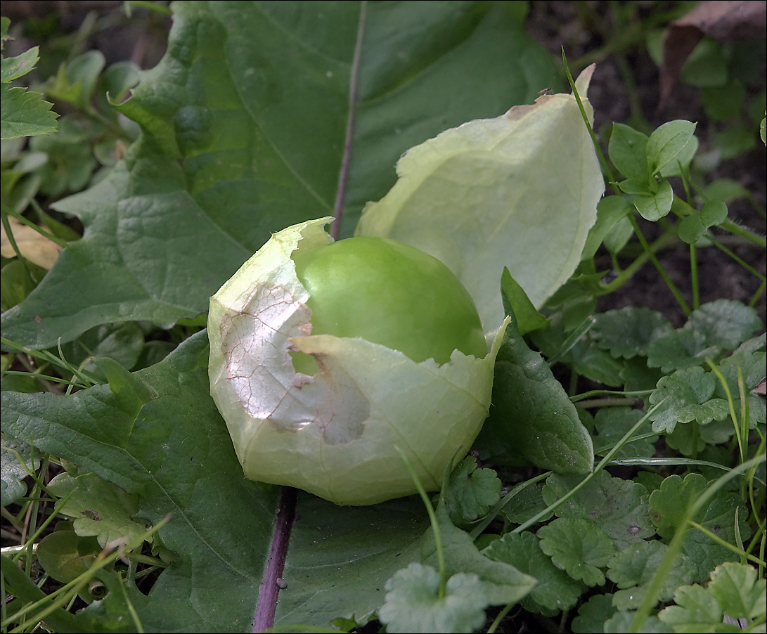 Image of Physalis angulata specimen.