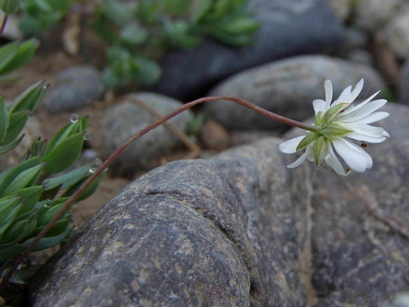 Изображение особи Stellaria fischeriana.